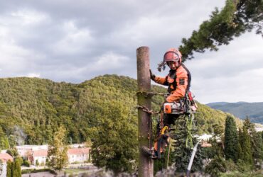 Arborist man with harness cutting a tree, climbing. Copy space.