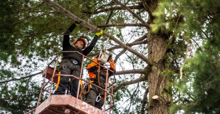 Two arborist men with chainsaw and lifting platform cutting a tree.